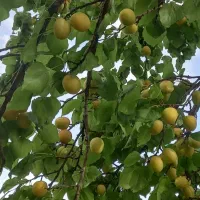 زردالو اوردبادی