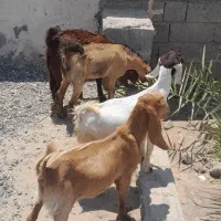 کهره