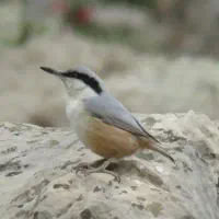 جوجه قناری موجود دستی دونخور