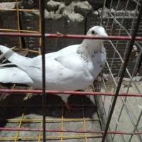 کفتر پرنده حیوون نر گرفتنی ضدخوردی