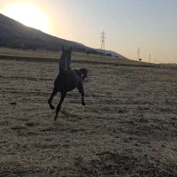 کره اسب