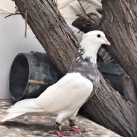 طوقی|پرنده|شوش, |دیوار