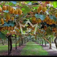 باغ-کیوی-3000-متری-نشتارود