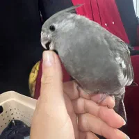 جوجه عروس هلندی یکماهه