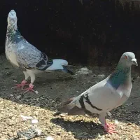 کبوتر صید