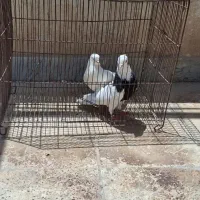کفتر پرشی