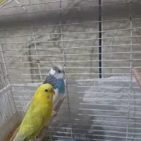 جفت مرغ عشق زیبا با قفس