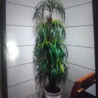 گل مصنوعی سالم