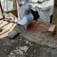 ماده سینه سوسنی