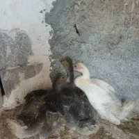 غاز