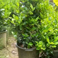 شمشاد|خدمات باغبانی و درختکاری|کلاچای, |دیوار