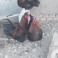 ۳ عدد خروس درشت یک ساله