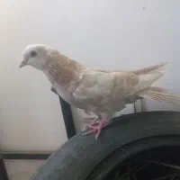 کبوتر طلایی چشم طوسی پرشی