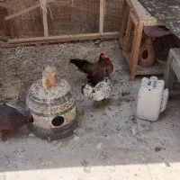 مرغ تخم گذار  ۵ عدد