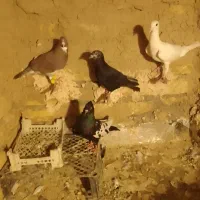 کفتر