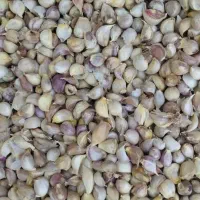 سیر با پوست و پوست کنده خشک همدان