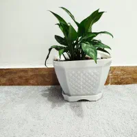 گل طبیعی|گل و گیاه طبیعی|مریوان, |دیوار
