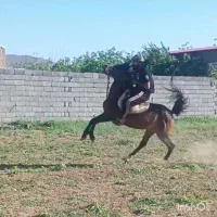 اسب مادیون