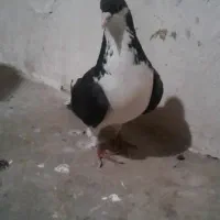 شیرسیاه ماده قواره دار