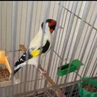 سهره‌قناری‌درخت