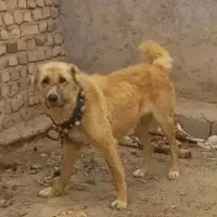 سرپرستی سگ گله امانتی