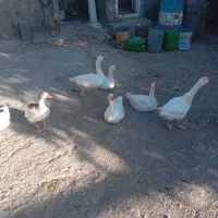 قوغاز