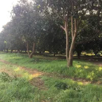 6000مترباغ مرکبات 30ساله زیر قیمت