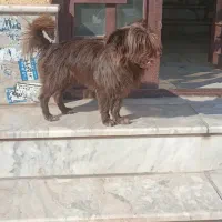 واگذاری سگ اپارتمانی توافقی