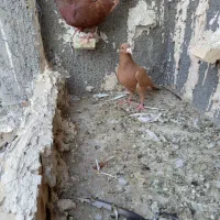 زرد سرخ کرمونی