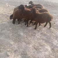 بره ماده
