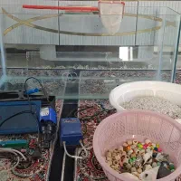 اکواریوم