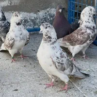 کفتر همه جوره