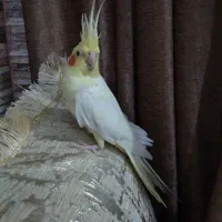 عروس هلندی