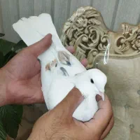 کبوتر یا کفتر