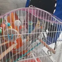 سه عدد عروس هلندی جوان