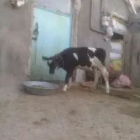 گاو گوساله تخمی ماده دقلو مخصوص نگهداری فقط