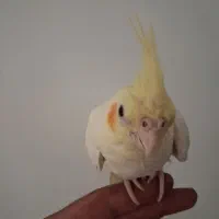 جوجه عروس هلندی