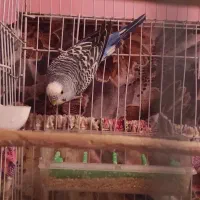 مرغ عشق نر
