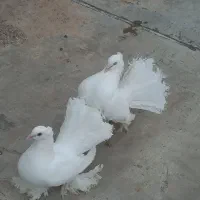 یک جفت چتری کاکلی  سفید سینه لرزون وزیبا