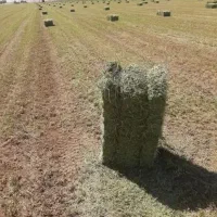 یونجه