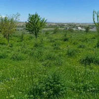 فروش-باغ