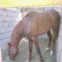 نژاد اصیل