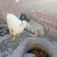 گوسفندفروشی