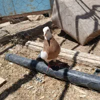 کبوتر طوقی و قزوینی ۱۰عدد