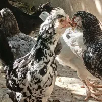 مرغ خروس گلین