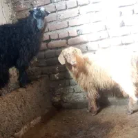 بزفاله