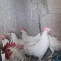 مرغ و خروس سیاه قربانی