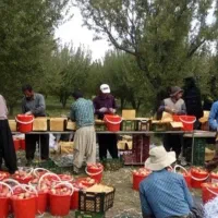 کارگر باغ و باغچه برای کار میوه چینی وباغ باغچه