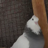 کفتر  کبوتر  طوقی جفت