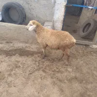 یک راس بره نر ناب مغانی